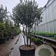 Quercus ilex 200-250 cm cont. 230L paraplu