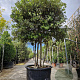 Quercus ilex 250-300 cm cont. 350L paraplu