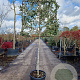 Quercus ilex 120 cm stam container 10-12 lei 100x100