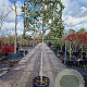 Quercus ilex 120 cm stam container 10-12 lei 100x100
