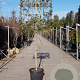 Quercus ilex 130 cm stam container 12-14 lei 100x100