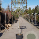 Quercus ilex 130 cm stam container 12-14 lei 100x100
