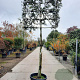 Quercus ilex 150 cm stam container 12-14 lei 100x100