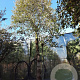 Quercus ilex 450-500 cm container paraplu extra