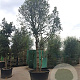 Quercus ilex 450-500 cm container paraplu extra