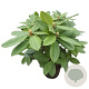 Rhododendron 'Eucharitis' 30-40 cm 5,0L struik