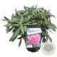 Rhododendron (Y) 'Kalinka' 30 cm 5,0L