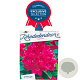 Rhododendron 'Old Port' 30-40 cm 5,0L struik