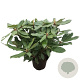 Rhododendron 'Roseum Elegans' 30-40 cm 5,0L struik