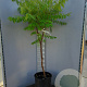 Rhus typhina Tiger Eyes 80-100 cm 20L