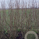 Ribes alpinum 'Schmidt' 150-175 cm met kluit struik 50