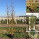 Salix 'Caradoc' 200-250 cm draadkluit meerstammig