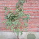 Sambucus nigra 100-125 cm met kluit struik