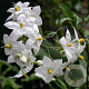 Solanum jasmin. 'Album' 200-250 cm 20L 3 stok