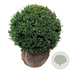 Taxus baccata 50-55 cm met kluit bol