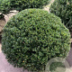 Taxus baccata 90-100 cm draadkluit platte bol