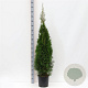 Thuja occ. 'Smaragd' 125-150 cm 15L