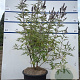 Vitex agnus-castus 80-100 cm 20L