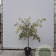 Cornus controversa 'Variegata' 150-175 cm 50L