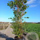 Cornus kousa 300-350 cm cont. 130L