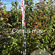 Cornus mas 150-175 cm met kluit struik 50