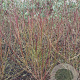 Cornus sanguinea 125-150 cm met kluit struik