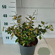Elaeagnus pungens 'Maculata' 30-40 cm 5,0L