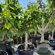 Ficus carica 50 cm container 30-35