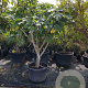 Ficus carica 50 cm container 30-35