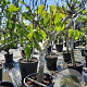 Ficus carica 50 cm container 30-35