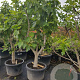 Ficus carica 50 cm container 30-35