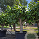 Ficus carica 50 cm container 80-100