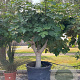 Ficus carica 70 cm container 60-80