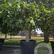 Ficus carica 70 cm container 60-80