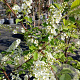 Prunus padus 'Le Thoureil' 150-175 cm 20L