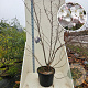 Prunus yedoensis 200-250 cm cont. 55L meerstammig