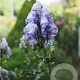 Aconitum carm. 'Cloudy' GM P9