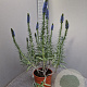 Echium candicans 100 cm 6L