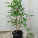 Phyllostachys aureos. 'Spectabilis' 40-50 cm 2,0L