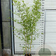 Phyllostachys aureos. 'Spectabilis' 175-200 cm 10L