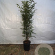 Phyllostachys nigra 125-150 cm 10L