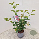 Viburnum opulus 'Compactum' 40-50 cm 3,0L