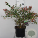 Abelia grandiflora 25-30 cm container C2,5