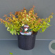Abelia grandifl. 'Kaleidoscope' 25-30 cm 3,5L