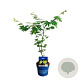 Acer Arctic Jade 40-50 cm 3,0L
