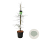 Acer pal. 'Dissectum' 100-125 cm 14L