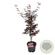 Acer pal. 'Skeeter's Broom' 50-60 cm 4,5L