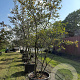 Amelanchier lamarckii 300-350 cm draadkluit meerstammig