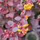 Berberis ott. 'Auricoma' 125-150 cm 20L