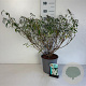 Buddleja d. 'White Profusion' 40-50 cm 6,5L